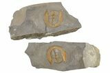 Large Declivolithus Trilobite (Pos/Neg) - Mecissi, Morocco #283762-3
